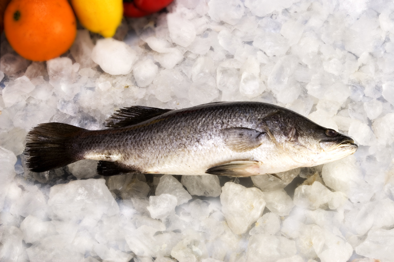 Barramundi Whole Round